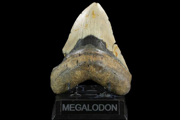 Bargain, Fossil Megalodon Tooth - North Carolina #124338